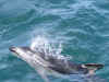Dusky dolphin 1.JPG (142454 byte)