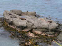 Ohau Point Seal Colony.JPG (180471 byte)